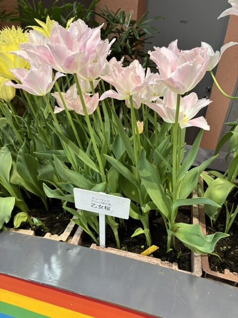 Pink and white tulips blooming in a planter with green leaves and a small white label sign in front.