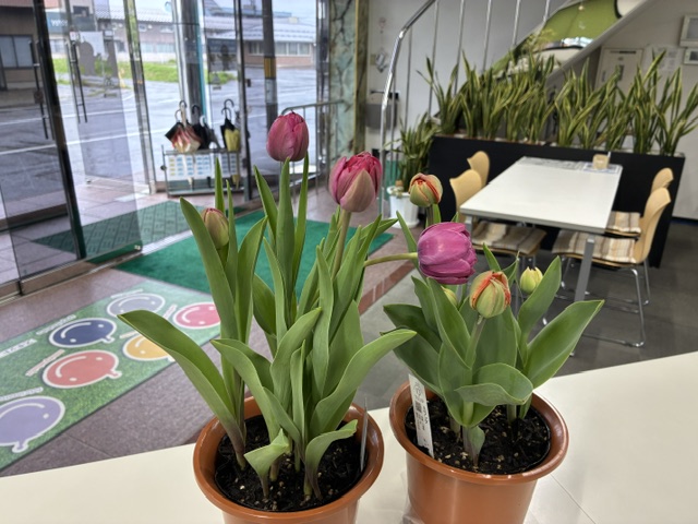 Two terracotta pots with pink tulips on a white counter in a bright lobby; glass doors and a seating area visible in the background.